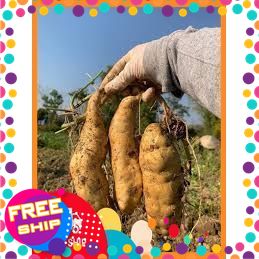 [xanhgri-nông sản sạch trung du] COMBO 3Kg KHOAI LANG SỮA THÁI - KHOAI TRẮNG RUỘT mới rỡ Size Đại