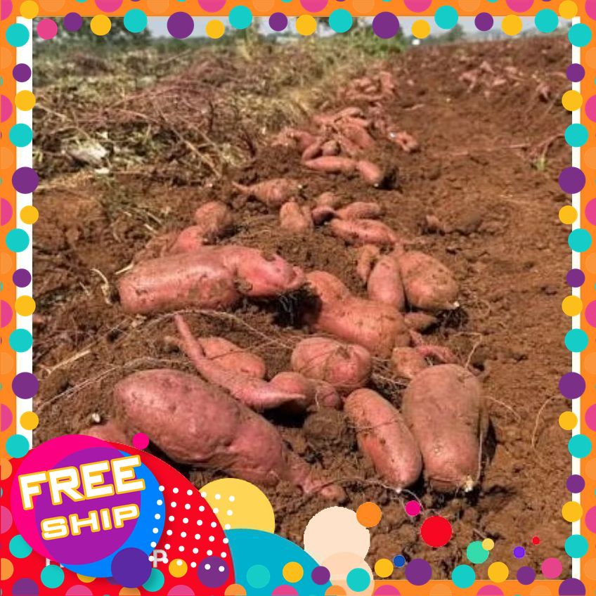 [BigC-Go] SIÊU KHOAI LANG Nhật size Đại.2,5kg Bở Thơm Tốt Cho Hệ Tiêu Hóa Chống Lão Hóa