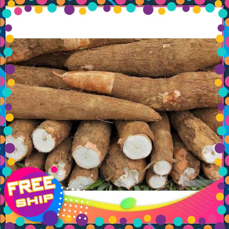 6 KG CỦ KHOAI MÌ RUỘT TRẮNG Bở và Rất ThơmbVÙNG ĐẤT TỔ PHÚ THỌ[ CAM KẾT