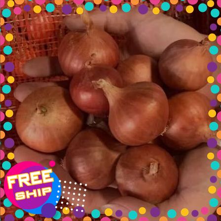 [VIETGRI - Tươi Sạch Và An Toàn] 1kg hành CÔ ĐƠN. củ to chắc mọng. [GIAO HÀNG TOÀN QUỐC]