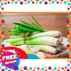 CÂY CỎ XẢ, LÀM TINH DẦU, CHẾ BIẾN THỰC PHẨM, LÀM NGUYÊN LIỆU XÔNG.... VÀ NHIỀU CÔNG DỤNG KHÁC