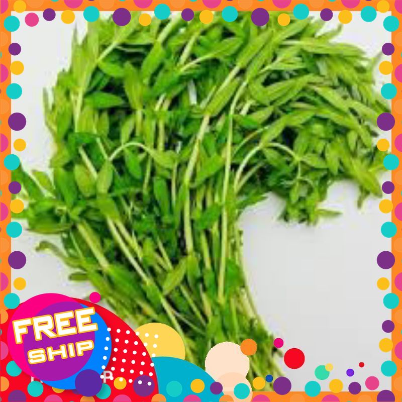 [Chỉ Giao Được Miền Bắc] 100g, 200g Rau Ngổ  hay còn gọi là ngò ôm, rau gia vị ăn mì tôm ăn phở.