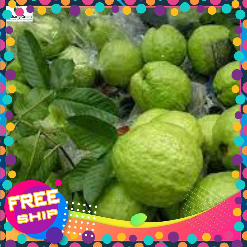 [ NÔNG SẢN TƯƠI & NGON] Ổi lê Thanh Hà - Ổi giòn ngon, ngọt vị - Đặc sản Thanh Hà, Hải Dương