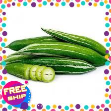 [VIETGRI - Tươi Sạch Và An Toàn] [Giao HÀNG TOÀN QUỐC] 300G, 500G, 1KG MƯỚP NHẬT TƯƠI NGON MỚI HÁI