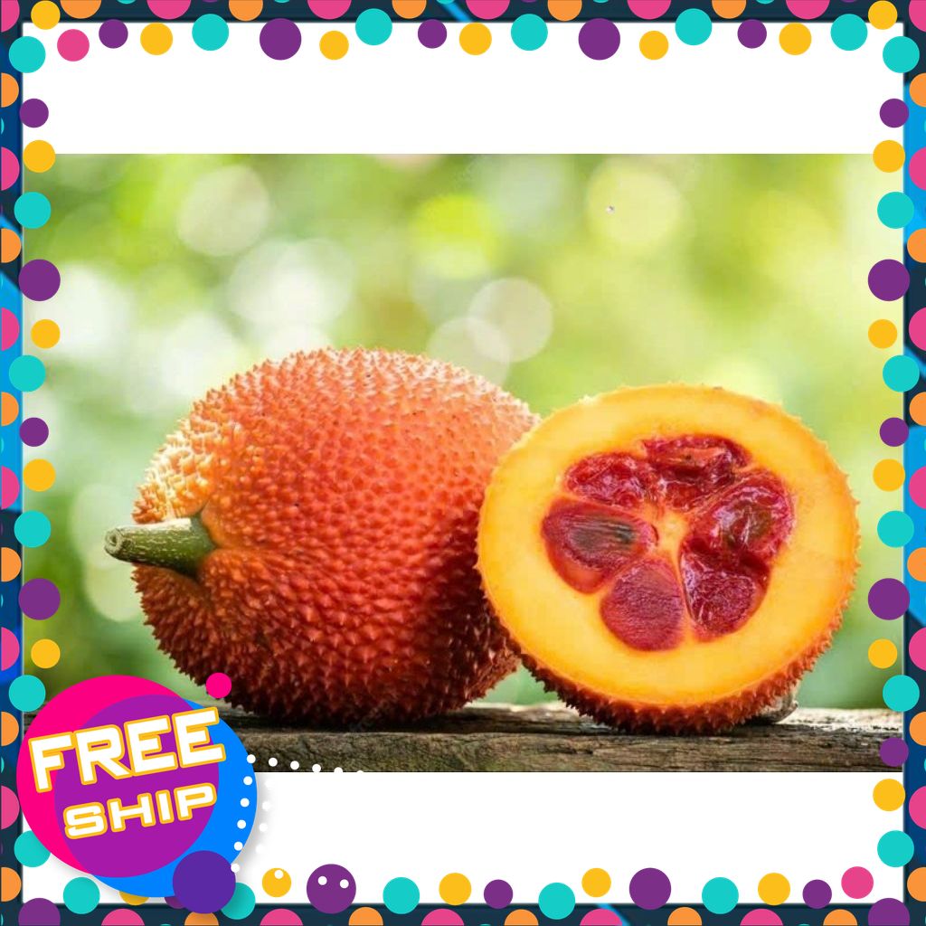 [SIÊU THỰC PHẨM] QUẢ GẤC TƯƠI MỚI HÁI.1quả nặng từ 800g-2kg.Bán theo kg.