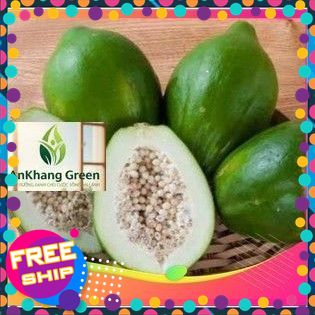 Đu đủ nấu canh 1kg (giao toàn quốc) CÓ ĐƠN MỚI HÁI