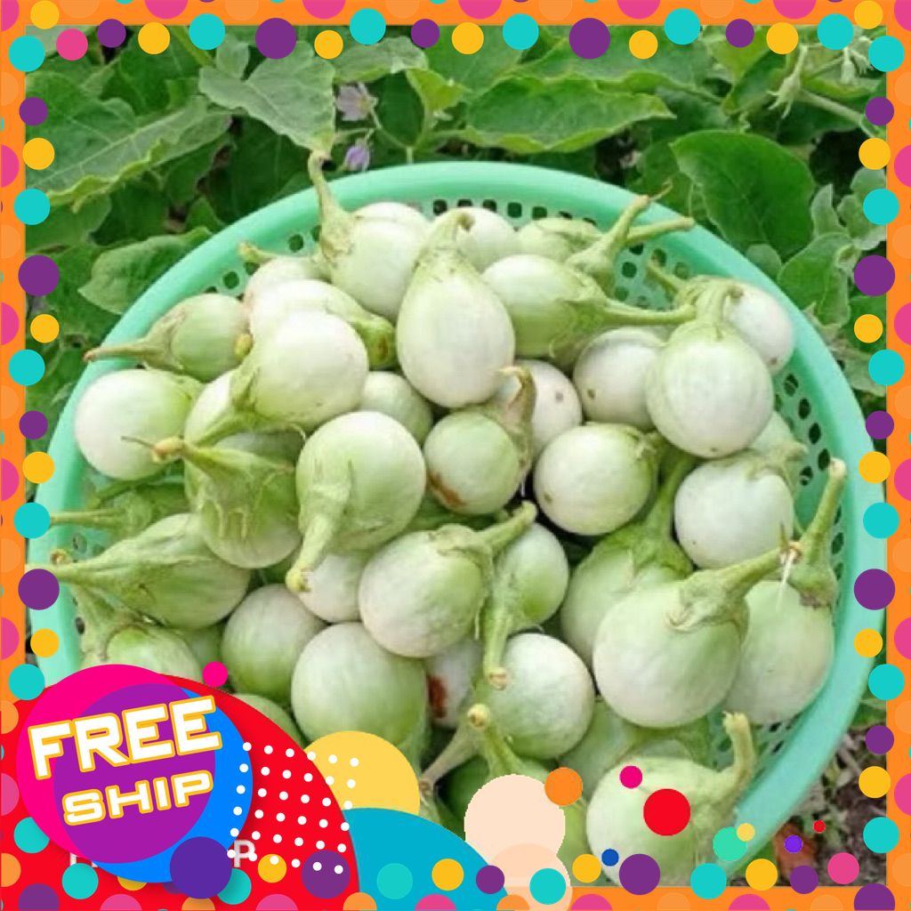 1kg Cà Pháo Trắng Làm gỏi Làm Dưa - giòn không hăng [Giao Toàn Quốc]