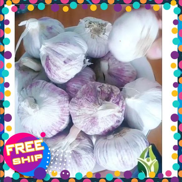 Củ Tỏi To Chắc Loại 1 - Tỏi Thơm Ngon Túi 1 Kg. SẢN PHẨM OCOP trung du PHÚ THỌ