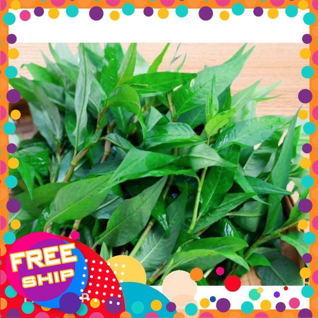 100gr Rau Răm tươi [Chỉ Giao Miền Bắc]