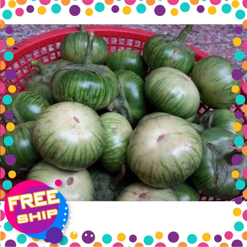 Thùng 3kg. 5kg Cà Gém quê ( cà bát ) tươi xanh mới hái. đang chính vụ