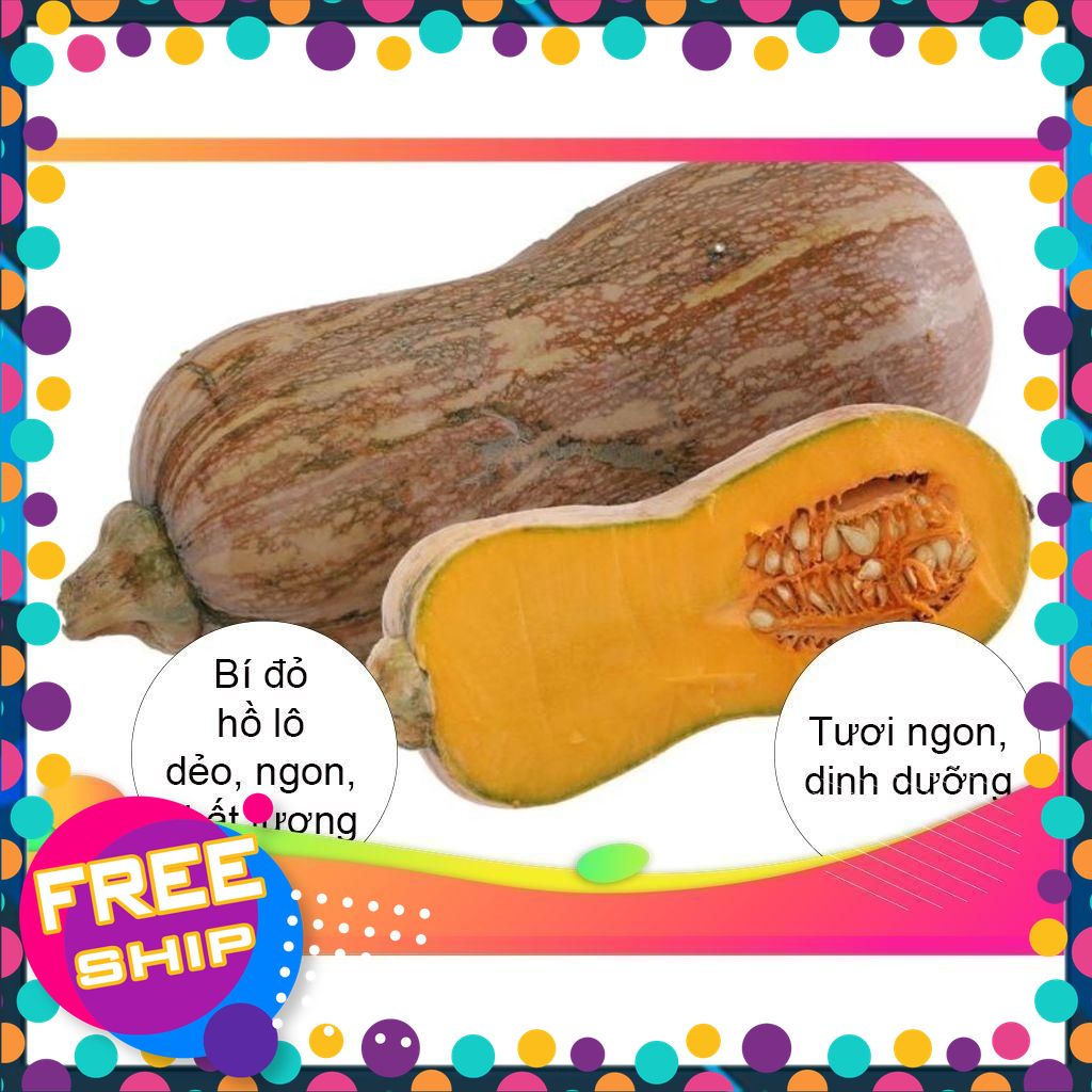 Bí Đỏ dẻo ngon- Bí Trồng trên nương Vùng cao Phú Thọ (loại ngon)