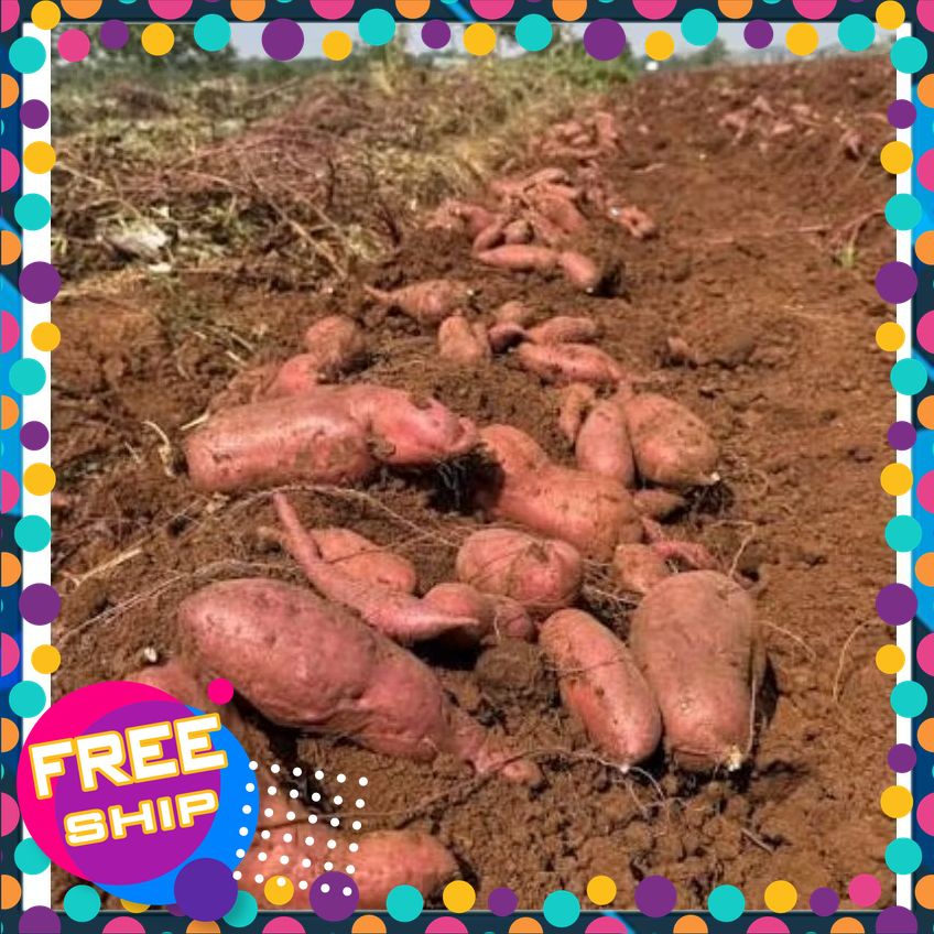 [Tươi Và Ngon] SIÊU KHOAI LANG Nhật size Đại.1kg,3kg,5kg Bở Thơm Tốt Cho Hệ Tiêu Hóa Chống Lão Hóa.Size 3 - 6 củ/kg