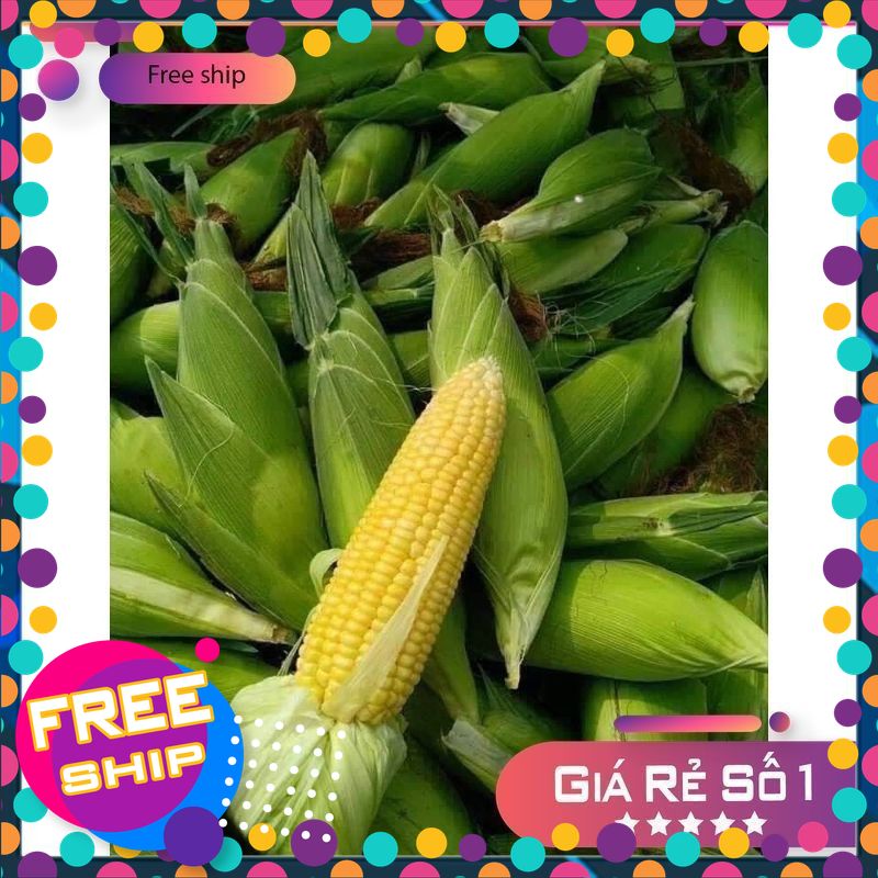 [TƯƠI & NGON] 1 bắp, 3 bắp, 5 bắp Ngô ngọt nướng,thả lẩu Siêu ngon NÔNG SẢN TƯƠI & NGON. Dài 12-20cm. Chu Vi 4-5cm