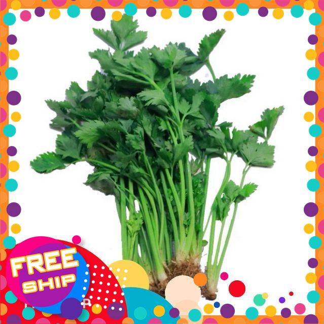 200gr, 500gr Cần Tàu cọng nhỏ. Rau nêm (Rau sach Trung Du Phú Thọ)