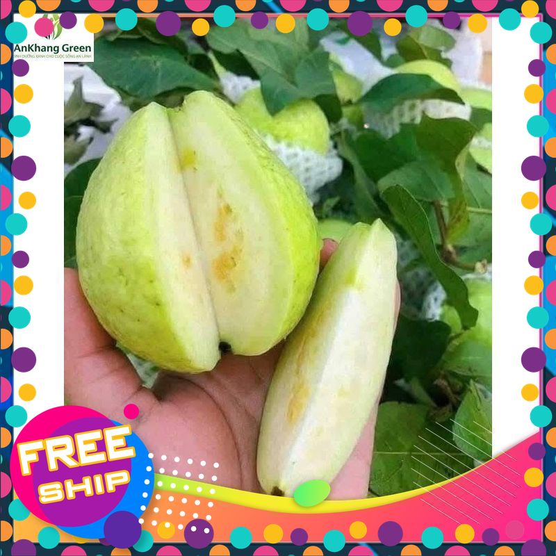 [NÔNG SẢN TƯƠI & NGON] ỔI LÊ HƯNG YÊN SIZE TO NHẤT SIÊU GIÒN NGỌT