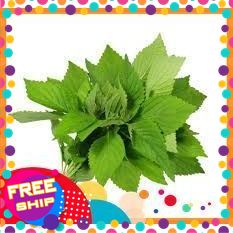 [NÔNG SẢN SẠCH TRUNG DU] 50gr, 100gr Rau Kinh Giới Tươi Thơm Tự Nhiên [Chỉ Giao Miền Bắc]