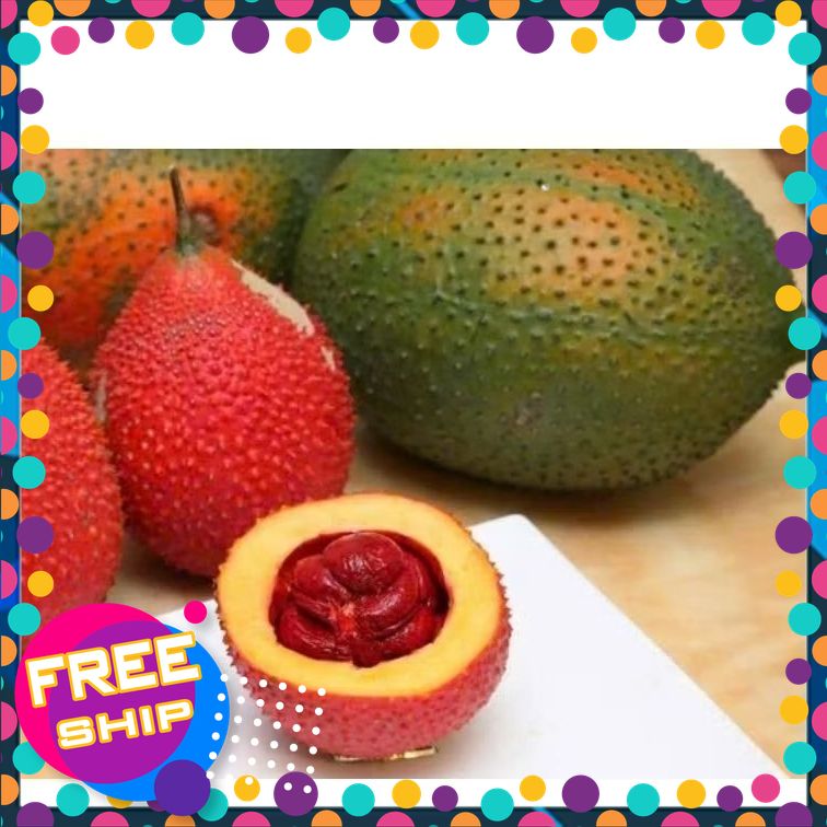 ♥[SIÊU THỰC PHẨM] QUẢ GẤC TƯƠI MỚI HÁI. 1 quả nặng từ 800g-2kg. Bán theo kg.