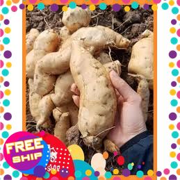 [XANHGRI nông sản sạch trung du] COMBO 5KG KHOAI LANG TRẮNG THÁI  MỚI THU HOẠCH THƠM NGON BỞ TƠI