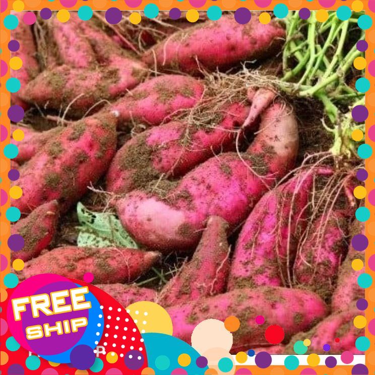 [xanhgri-Nông Sản Sạch Trung Du]3kg, 5kg Khoai Lang Hoàng Long Củ vừa 5-10củ.Khoai của thế hệ 7x,8x