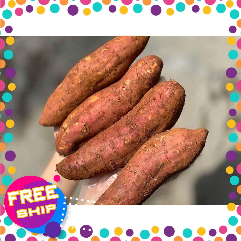 [VIETGRI -Tươi Sạch Và An Toàn] Khoai Lang Mật Tà Nung SIZE VIP 3-5củ/KG [GIAO HÀNG TOÀN QUỐC]