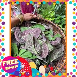 [Chỉ Giao Miền Bắc] 50g, 100g Lá Mơ lông [mơ thối] Dùng làm rau ăn kèm hoặc thuốc chữa bệnh Kiết Lỵ