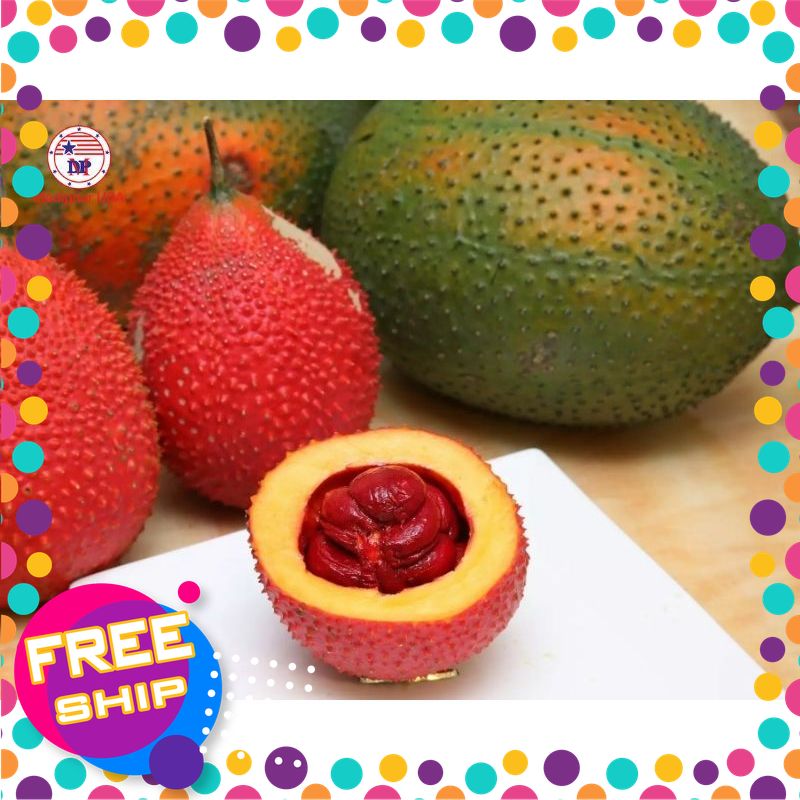 [SIÊU THỰC PHẨM] QUẢ GẤC TƯƠI MỚI HÁI.1 quả nặng từ 800g-2kg. Bán theo kg.