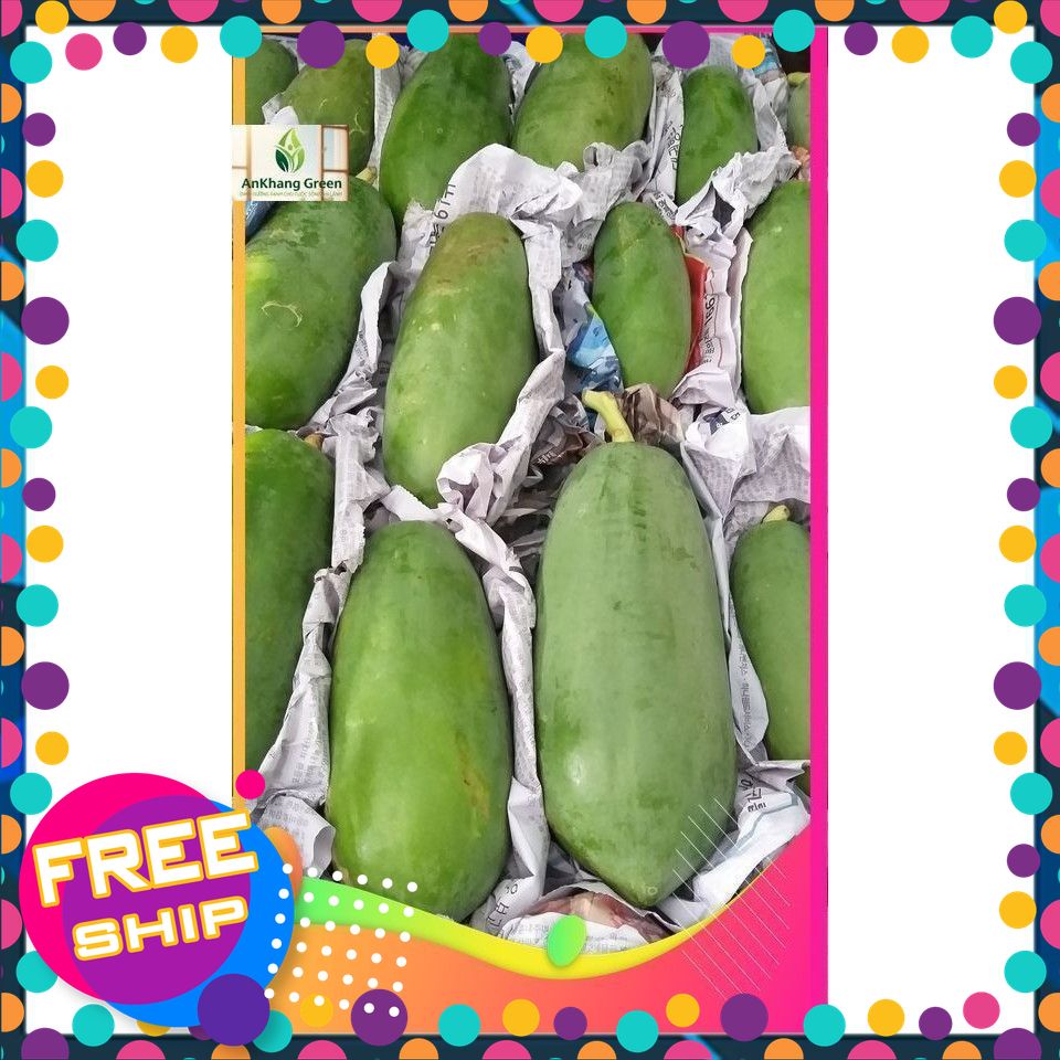 Quả Đu Đủ Xanh Non(Trái Đu Đủ Xanh Non) 1kg, 3kg, 5kg. Khách đặt mới hái