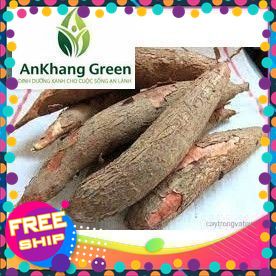 1-3-5kg Khoai Mì (Sắn) [GIAO TOÀN QUỐC & Hoả Tốc]- Mới thu hoạch, Bở tung, thơm nức