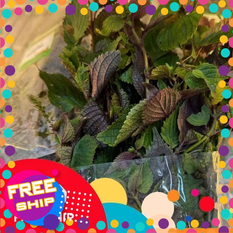 Tía Tô Sạch - Túi 50g, Rau Gia Vị Tươi Xanh, Nấu Cháo, Canh, Ăn Kèm, Nông Sản An Toàn