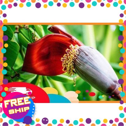 [Giao Hàng Toàn Quốc] [Rau Tươi] Bắp Bi Chuối Nguyên Bắp. 1 cái Khoảng 1000g-1500g