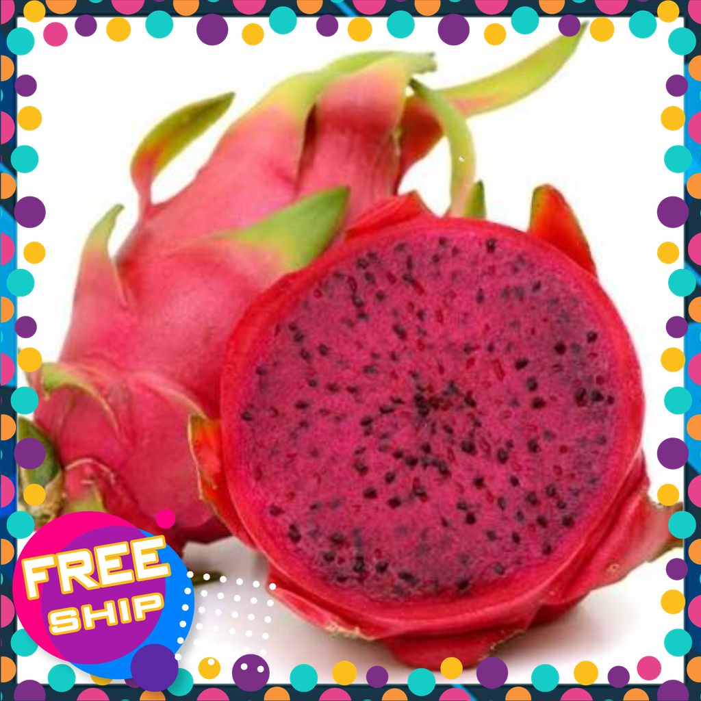 (♥ Thùng 5kg) Thanh Long Ruột Đỏ Trung Du Phú Thọ.Tiêu chuẩn OCOP3. Tươi Ngon Ngọt Dịu.