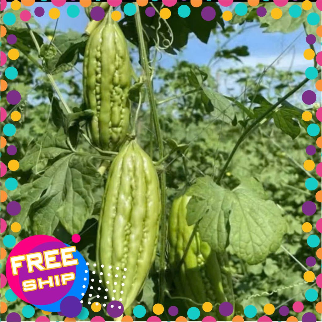 [NÔNG SẢN TƯƠI & NGON]  chỉ giao được Miền Bắc - 1kg Mướp Đắng - Khổ Qua ( tươi ngon giòn  sạch )