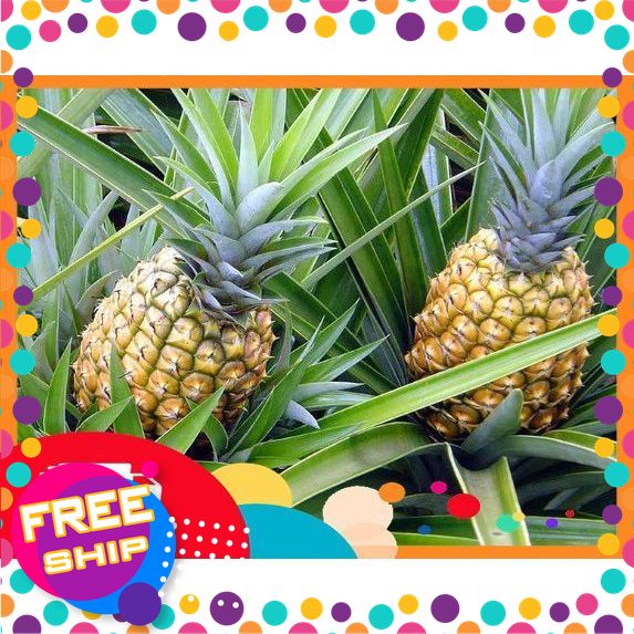 [NÔNG SẢN SẠCH TRUNG DU] Dứa Xanh Sạch – Tươi Giòn – Ngọt Thanh Tự Nhiên | Hàng Chuẩn Loại 1