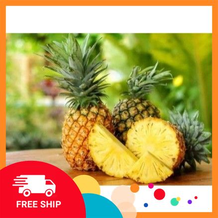 [VIETGRI - Tươi Sạch Và An Toàn] 1 TRÁI Dứa Xanh Sạch – Tươi Giòn – Ngọt Thanh Tự Nhiên