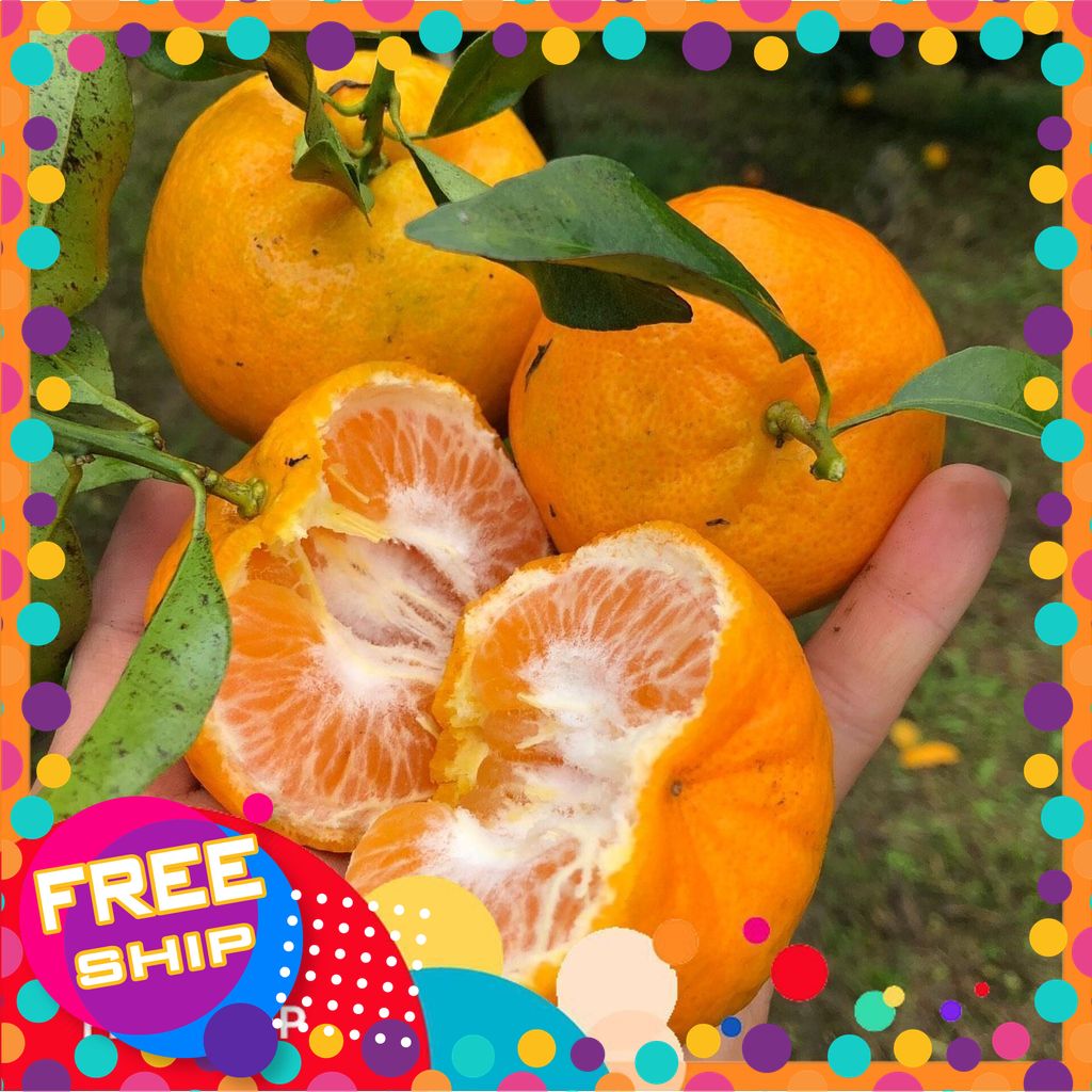 [NÔNG SẢN SẠCH TRUNG DU] 1KG QUÝT NGỌT MƯỜNG SANG SƠN LA. TỰ NHIÊN KHÔNG HOÁ CHẤT BẢO QUẢN