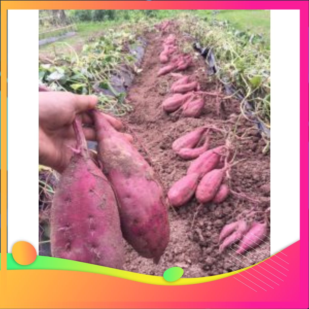 [BᶖgC] SIÊU KHOAI LANG-1kg,3kg khoai lang Quê Hoàng Long LOẠI VIP SIZE ĐẠI3-5củ/kg-ShipToànQuốc