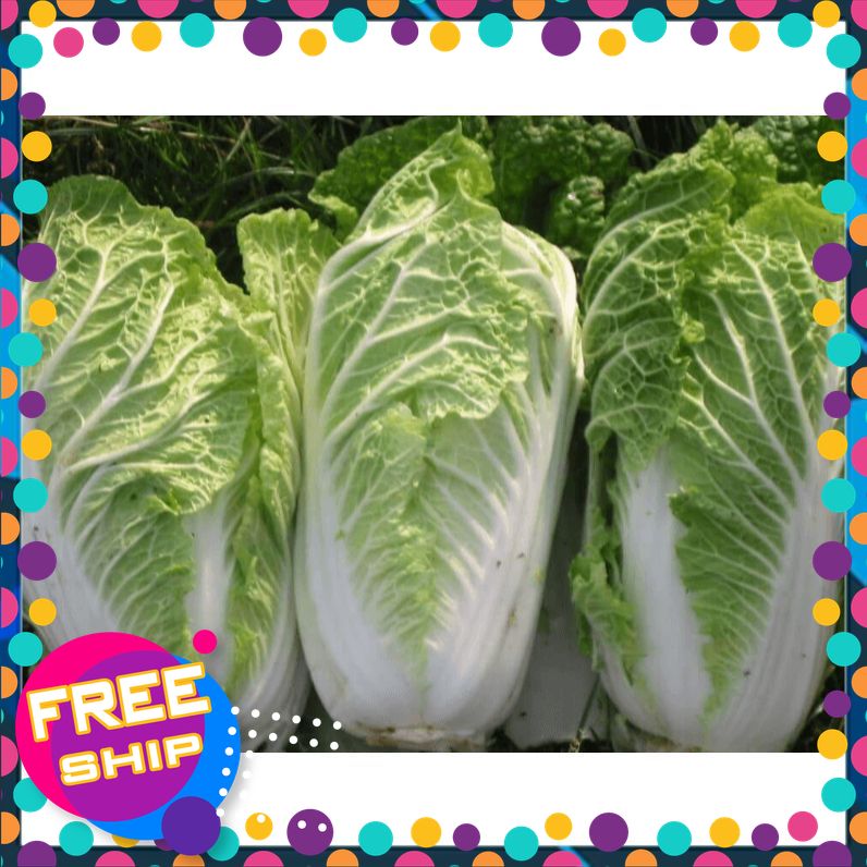 [Chỉ Giao MIỀN BẮC] Cải Thảo XANH-KHOẢNG 800G~1kg. SHOP LỰA NHỮNG BÔNG TO VÀ NON NHẤT ĐỂ GỬI KHÁCH