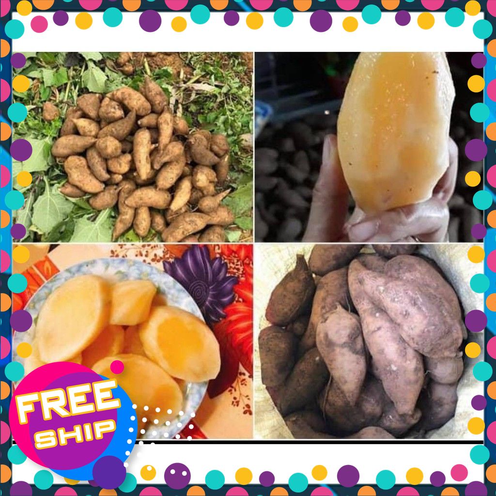 2kg Củ sâm đất - Khoai sâm đặc sản lào cai loại 1.