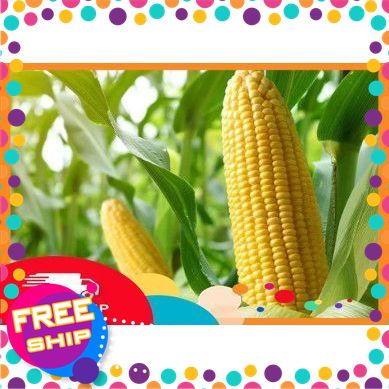 [NÔNG SẢN SẠCH TRUNG DU] 3bắp,5bắp KHUYẾN MẠI 1BẮP Ngô ngọt nướng,thả lẩu Dài 12-20cm.Chu Vi 4-5cm