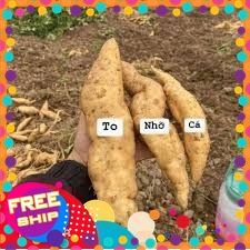 [[XANHGRI NÔNG SẢN SẠCH TRUNG DU]  Khoai Lang Trắng Sữa (1kg)