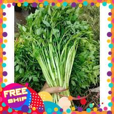 [CHỈ GIAO MIỀN BẮC] 500g, 1kg, 3kg rau cần ta hay có nơi còn gọi là rau cần nước.