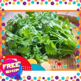 [ CHỈ GIAO MIỀN BẮC] - [NÔNG SẢN SẠCH TRUNG DU] 100gr, 200GR RAU MÙI TÀU