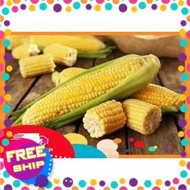 [NÔNG SẢN SẠCH TRUNG DU] 3bắp,5bắp KHUYẾN MẠI 1BẮP Ngô ngọt nướng,thả lẩu Dài 12-20cm.Chu Vi 4-5cm