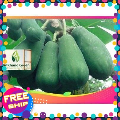 QUẢ ĐU ĐỦ XANH MỚI HÁI TƯƠI NGON. ĐU ĐỦ SẠCH DÙNG HẦM XƯƠNG, SÀO ĐẢO...