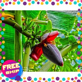 [VIETGRI Giao Hàng Toàn Quốc] [Rau Tươi]  GIÁ SỈ Bắp Bi Chuối Nguyên Bắp.1 cái Khoảng 1000g-1200g