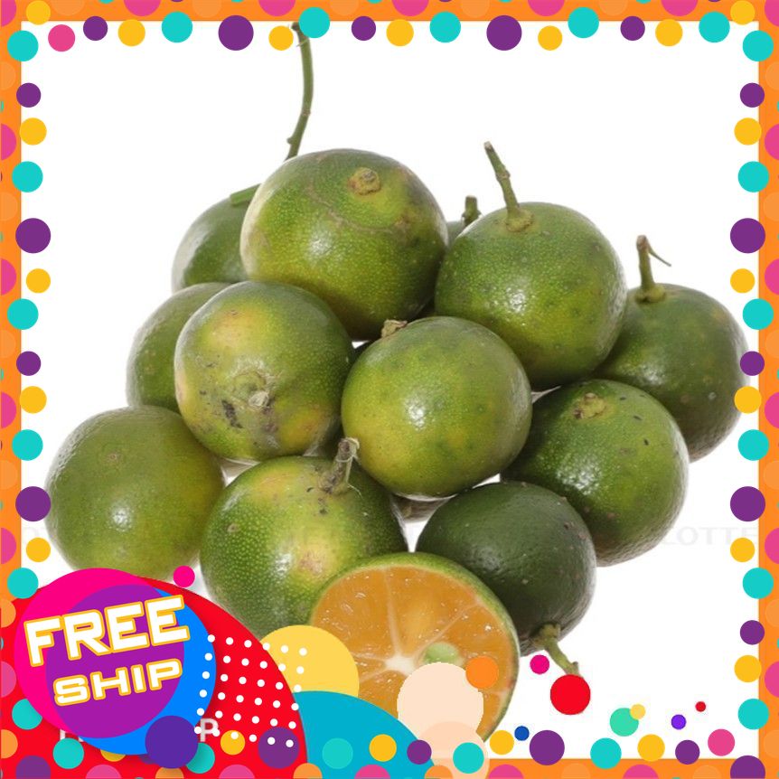 [Có Xuất VAT-Rau tươi] [Có Xuất VAT-Giao TOÀN QUỐC] 300G, 500G, 1KG Trái Tắc TƯƠI CÓ ĐƠN MÓI HÁI