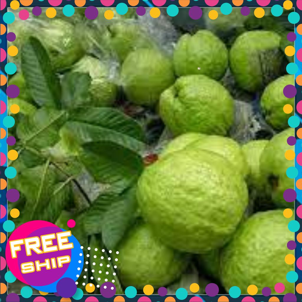 [ TƯƠI & NGON] Ổi lê Thanh Hà - Ổi giòn ngon, ngọt vị - Đặc sản Thanh Hà, Hải Dương