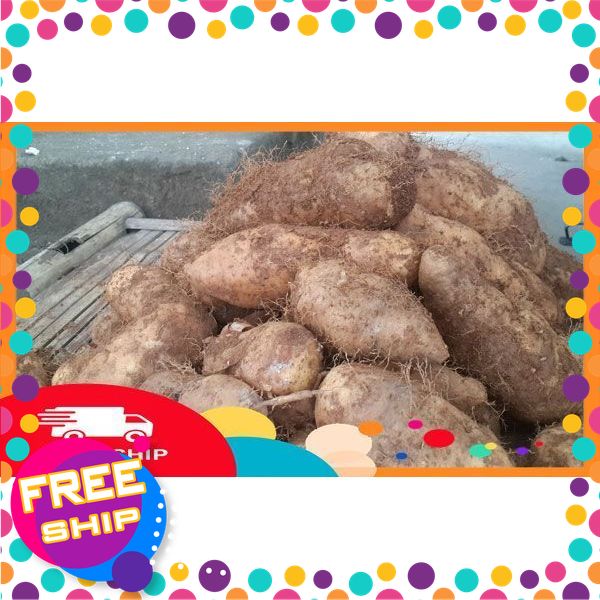 [xanhgri NÔNG SẢN SẠCH TRUNG DU]2kg củ từ lông.món quà dân dã,tinh túy của vùng đất đồi Lập Thạch