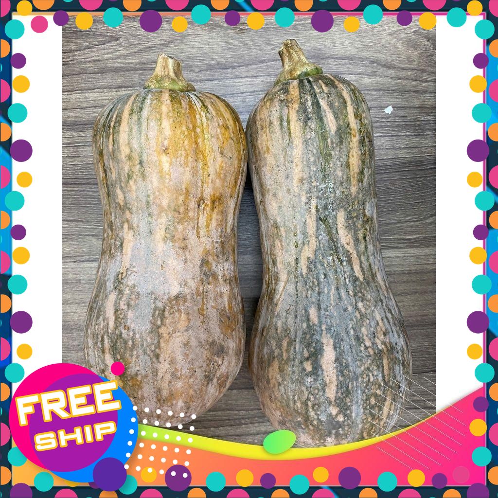 Bí Đỏ Hồ Lô nguyên trái tươi, bí đỏ ruột vàng ngọt bùi - Sương Sáo Shop