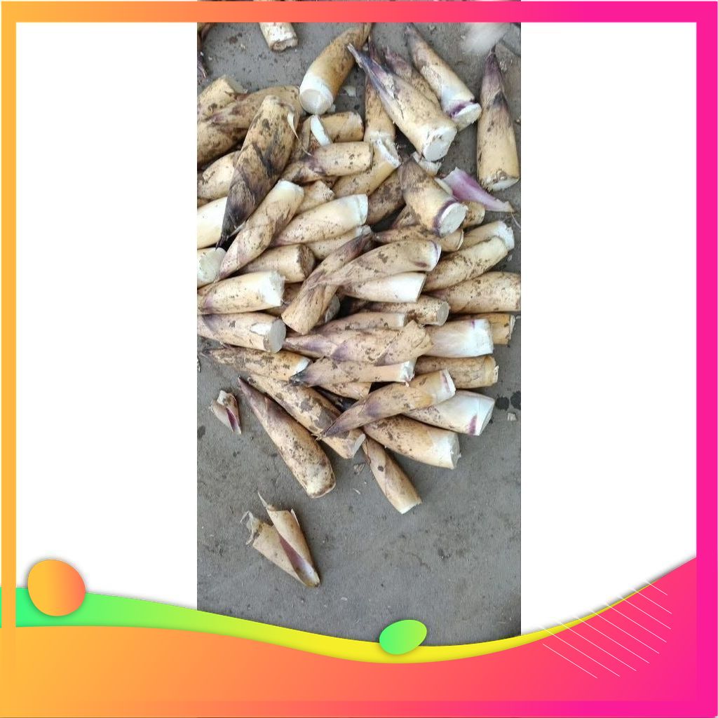 3kg Măng Vầu tây bắc, đặc sản Vùng Đất Tổ Phú Thọ